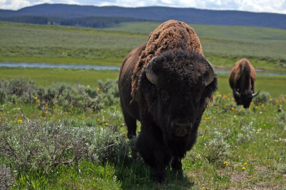 Yellowstone National Park