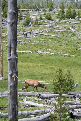 Yellowstone National Park