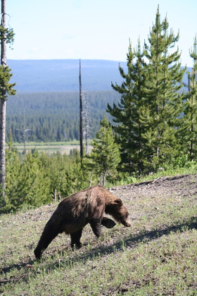 Yellowstone National Park