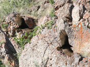 Bridger National Forest