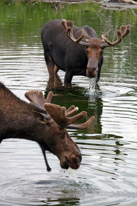 Grand Tetons National Park