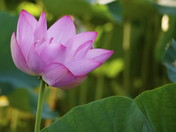Kenilworth Aquatic Gardens