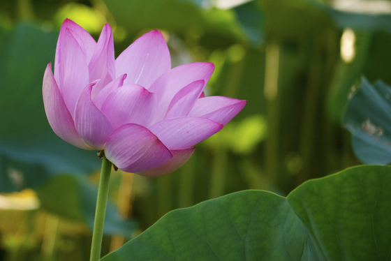 Kenilworth Aquatic Gardens