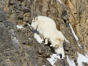Targhee National Forest