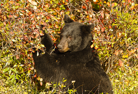Grand Teton National Park
