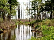 Blackwater National Wildlife Refuge