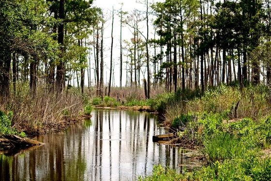 Blackwater National Wildlife Refuge