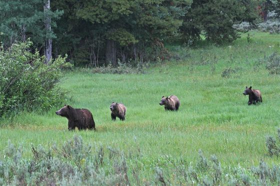 Grand Teton National Park