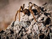 Pinnacles National Park