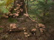 Fall Mushrooms in Hubbards Nova Scotia