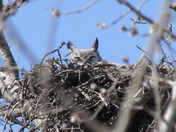 Nesting Great Horned Owl