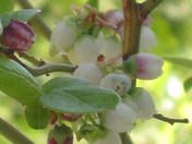 Budding Blueberries