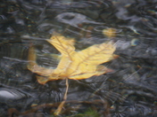 Water leaf Abstract