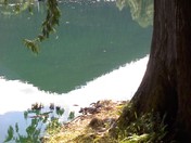 Olympic national park