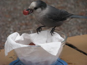 Whiskey jack grape thief in Kananaskis