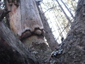elelphant toes tree in Kananaskis