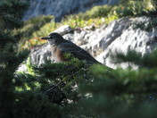 robin on Mnt. Indefatigable in Kananaskis