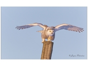 Snowy Owl / Bubo scandiacus