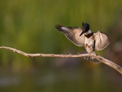 Belted Kingfisher / Ceryle alcyon QuÃ‡bec LaSalle