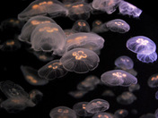 spacial sea creatures