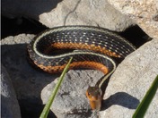 snake without a name