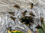 Wasp nest
