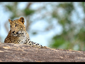 Leopard - Yala Sri Lanka