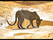 Leopard - Yala Sri Lanka