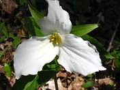 Trillium - Provincial Flower