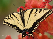 Ochre and Sulphur (2)