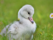 Trumpeter Swan Cygnet