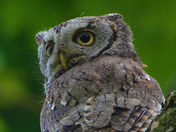 Adult eastern Screech Owl