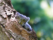 Baby eastern Screech Owls