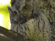 Female Screech Owl