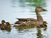Out for A swim with Momma