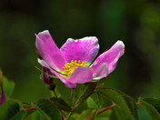 Wild Rose Blooms