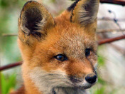 Baby Red Fox