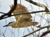 Black Crowned Night Heron takes flight