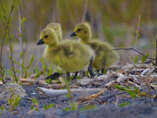 Out on the beach for the first time