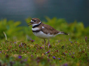 Killdeer on the grass
