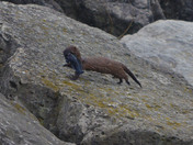 Mink this unknown type of fish
