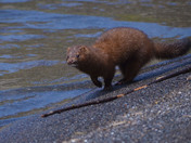 Mink on the run