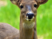 Close encounter with a Doe