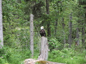 Chugach Nat'l Forest / Russian River Campground