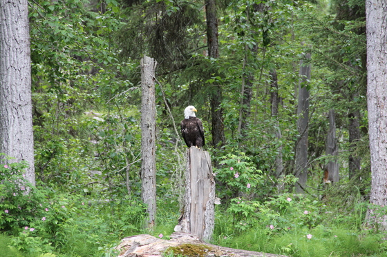 Chugach Nat'l Forest / Russian River Campground