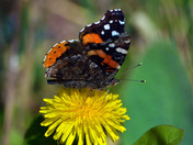 Red Admiral on Dandelion