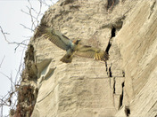 Red Tail Hawk hunting the cliffside