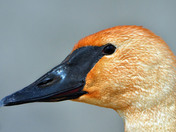 Trumpeter Swan close-up