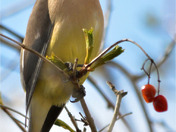 Cedar Waxwing