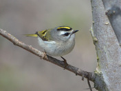 Golden Crowned Kinglet